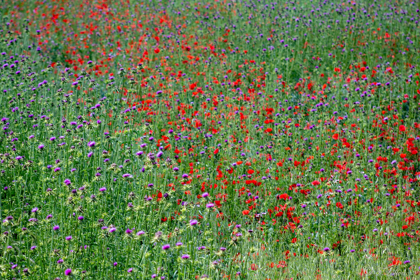 FIORI DI CAMPAGNA