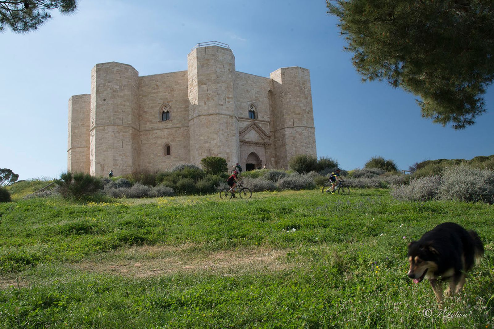 PUGLIA IMPERIALE — fotografia 5 di Francesco Loliva