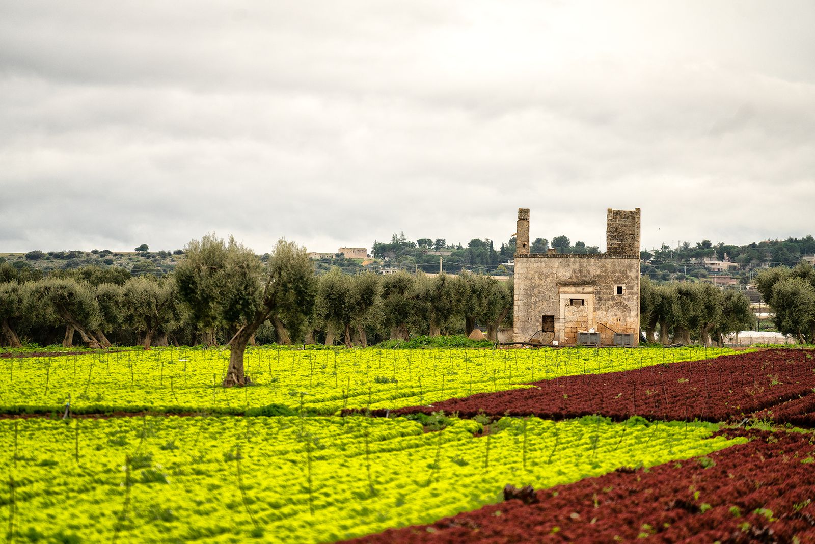 COSTA RIPAGNOLA'23 -CAMPO DI LOLLI L’insalata denominata Lollo deve il proprio nome a Gina Lollobrigida. Questo tenero…