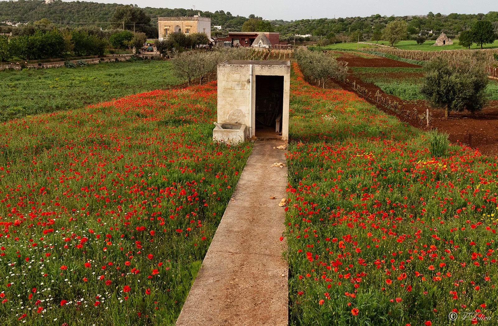 Campo di papaveri — fotografia 6 di Francesco Loliva