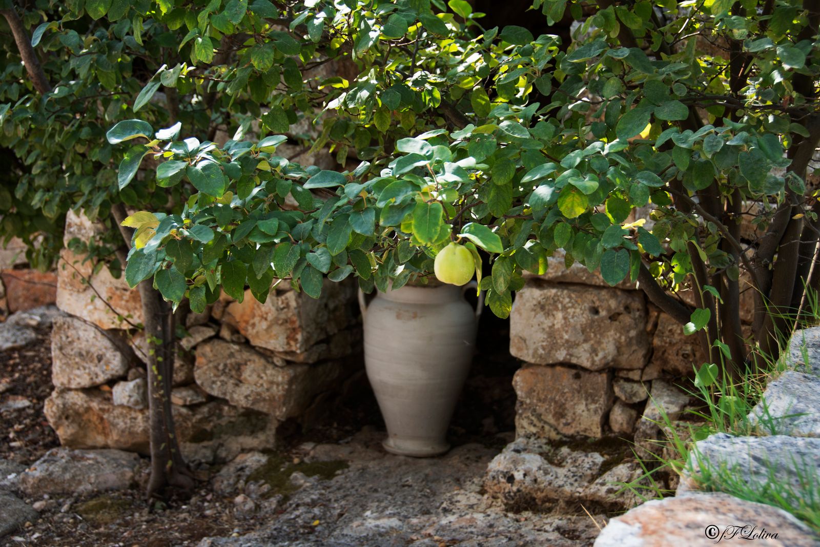 UN POMERIGGIO IN CAMPAGNA ( Valle dItria) — fotografia 18 di Francesco Loliva