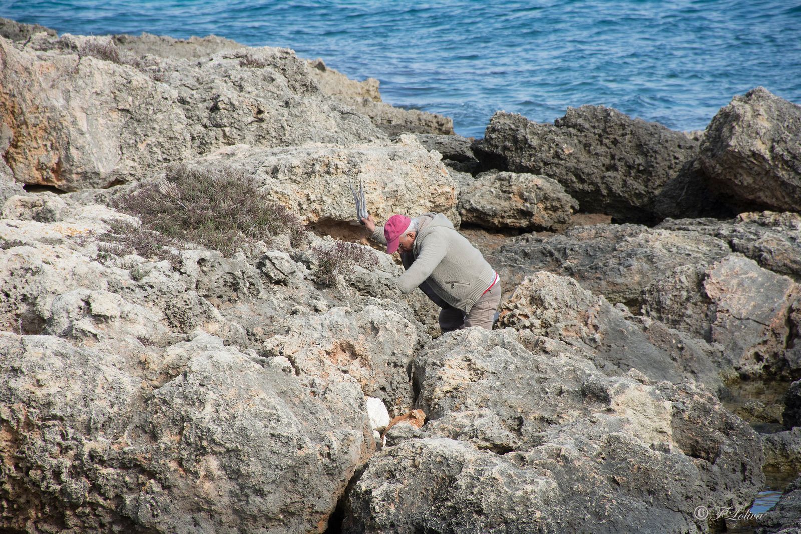 C'E' CHI L'ARRICCIA IL POLPO SUGLI SCOGLI