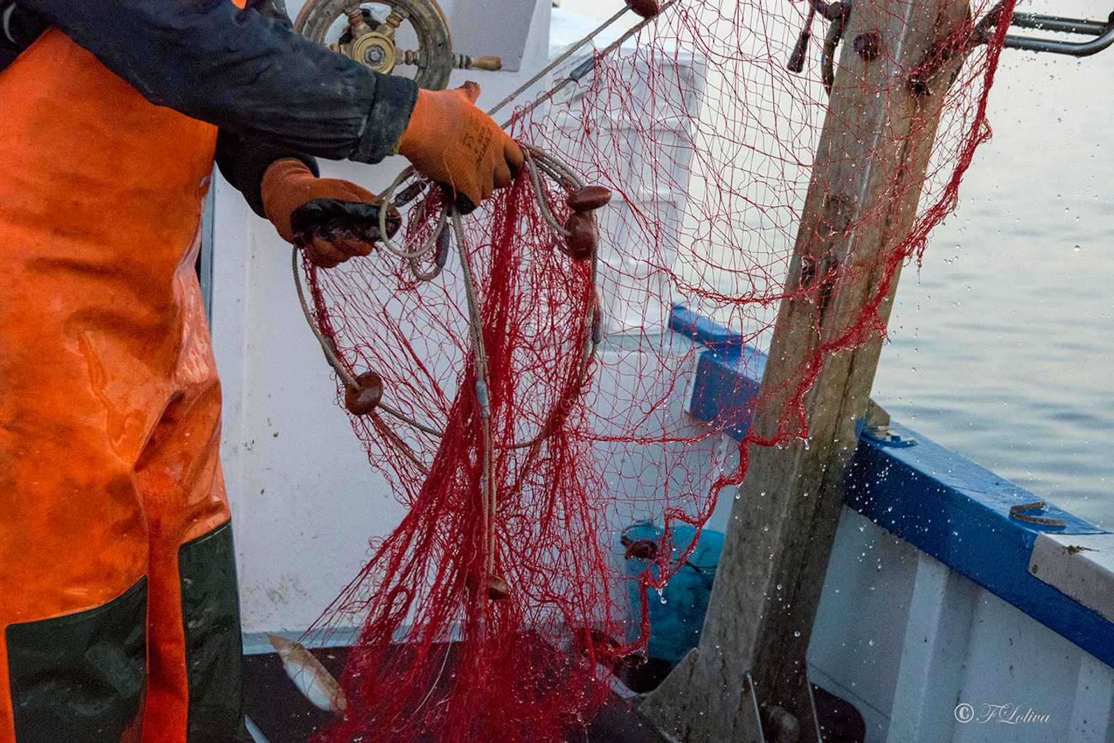 SAVELLETRI - LA PESCA CON LE RETI — fotografia 12 di Francesco Loliva