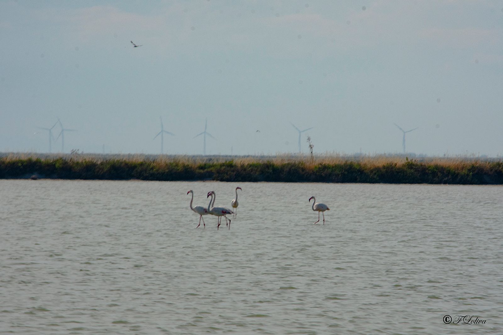 MARGHERITA DI SAVOIA - LE SALINE — fotografia 7 di Francesco Loliva