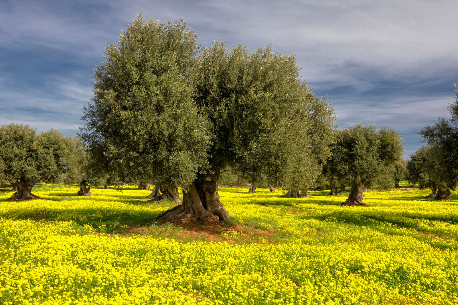 I colori della natura — fotografia 4 di Francesco Loliva
