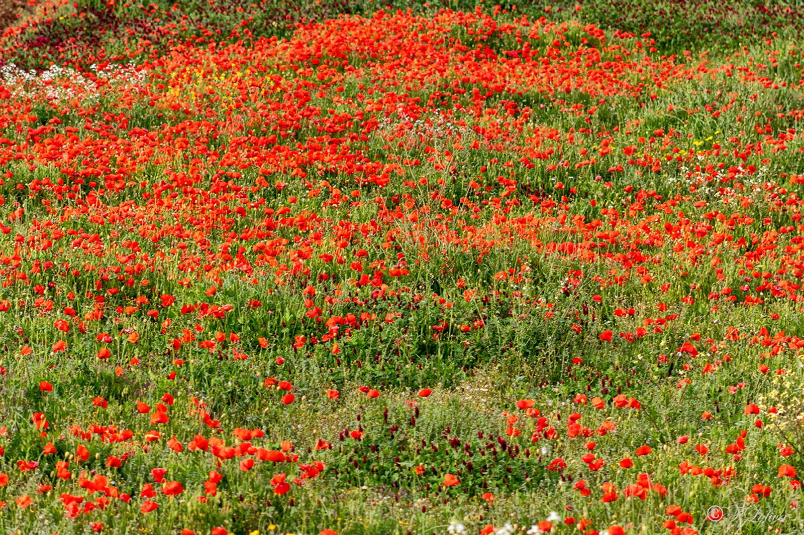 Campo di papaveri — fotografia 14 di Francesco Loliva