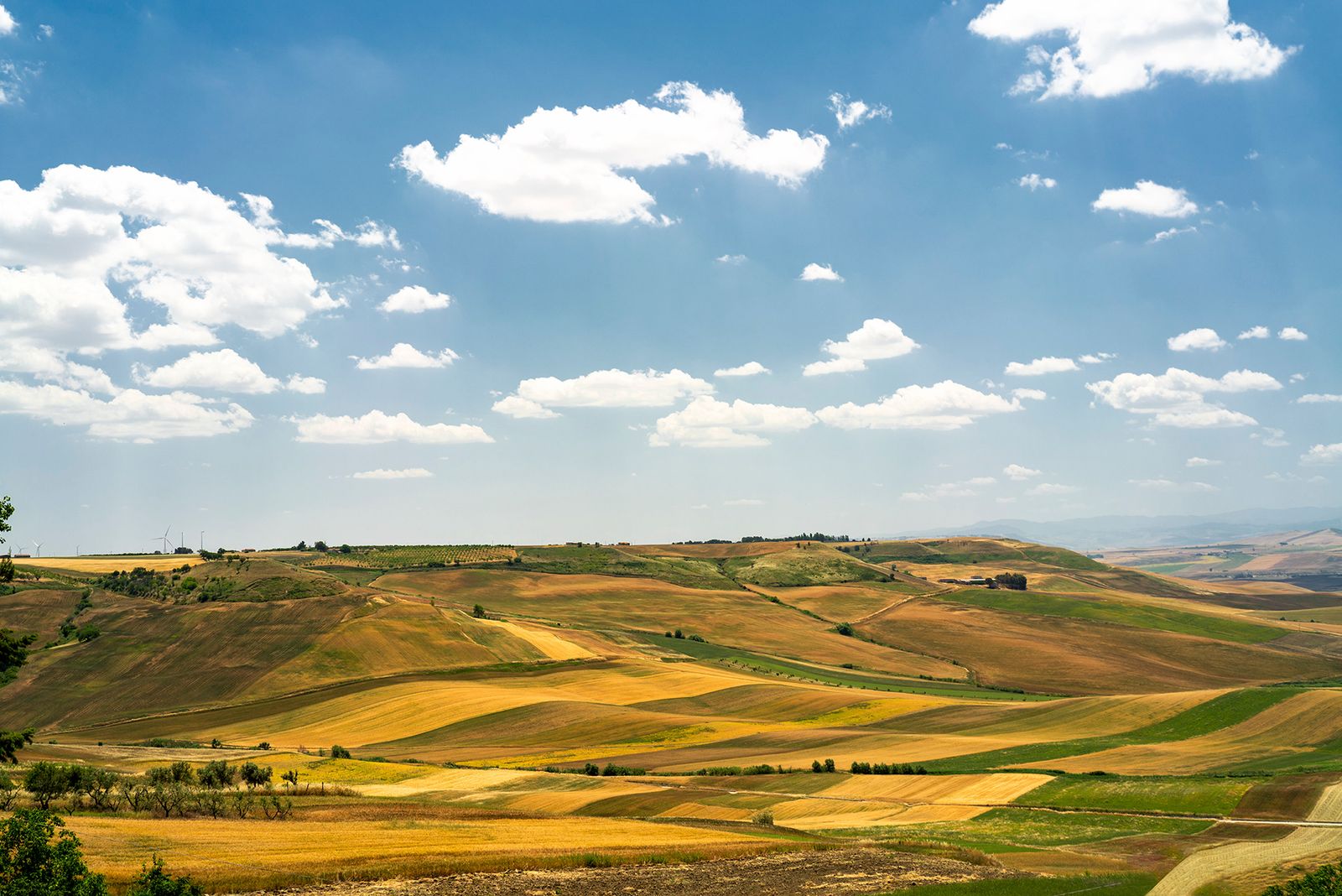 ALTA MURGIA - I COLORI DELLA NATURA IN ESTATE — fotografia 11 di Francesco Loliva