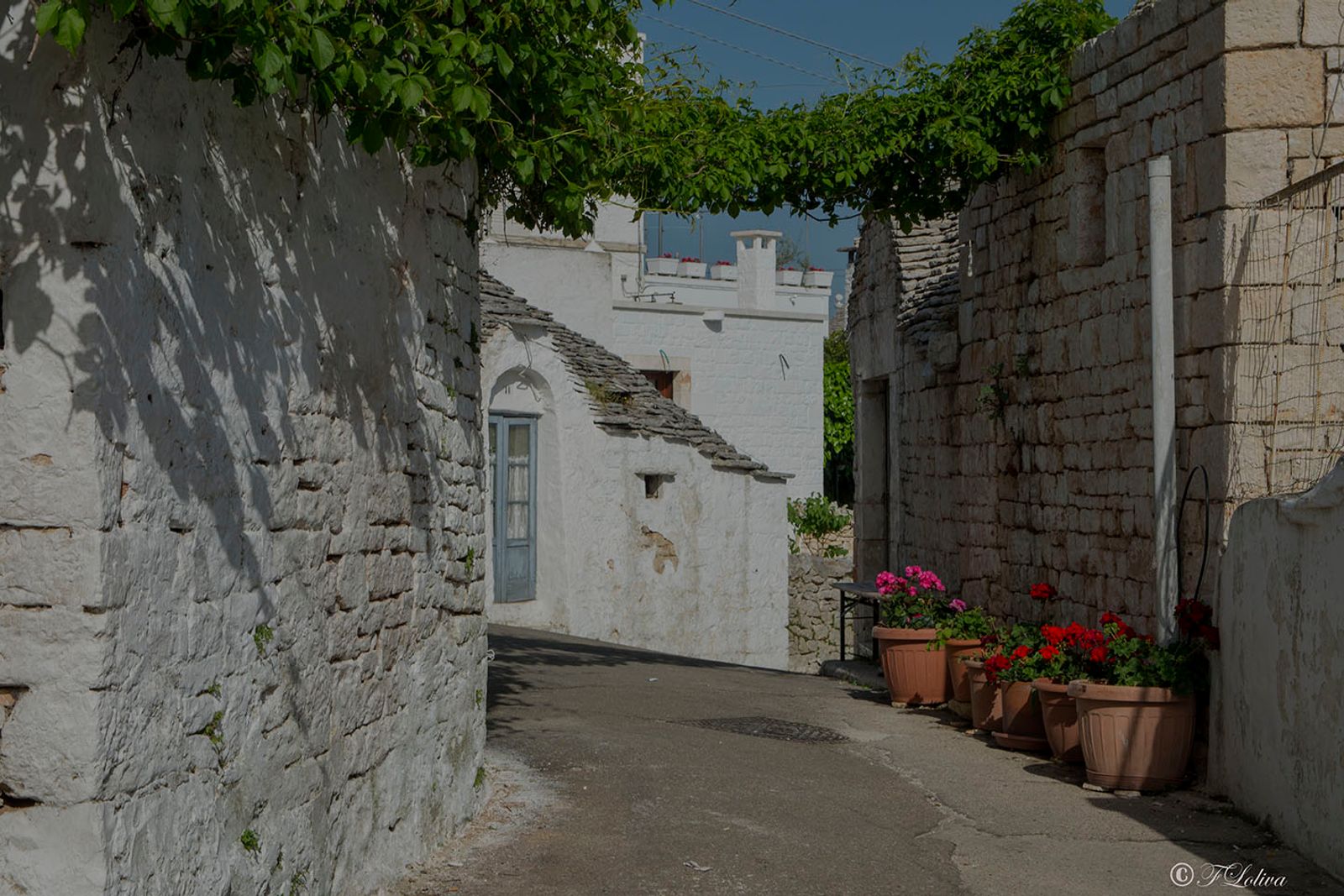 ALBEROBELLO — fotografia 10 di Francesco Loliva