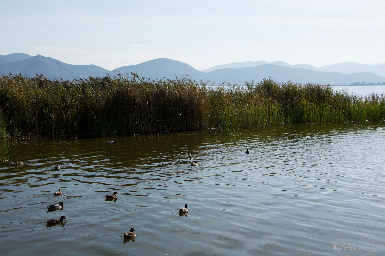 LAGO DI MASSACIUCCOLI — fotografia 7 di Francesco Loliva