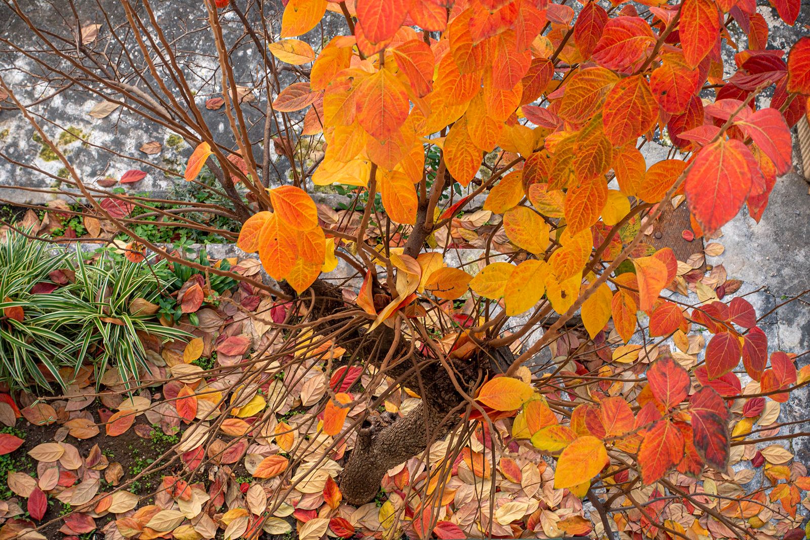 ALBERO DI CACHI #2