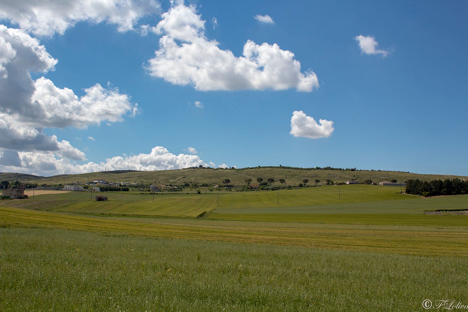 ALTA MURGIA - I COLORI DELLA NATURA IN PRIMAVERA — fotografia 8 di Francesco Loliva
