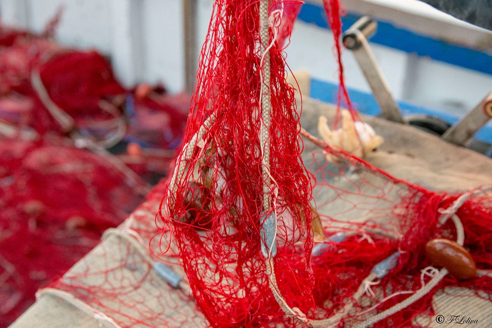 SAVELLETRI - LA PESCA CON LE RETI — fotografia 14 di Francesco Loliva