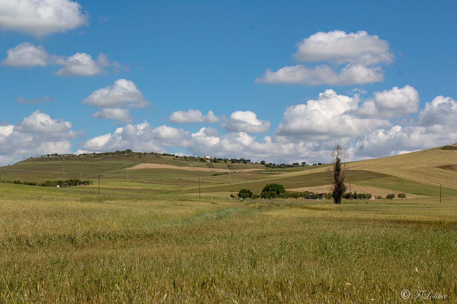 ALTA MURGIA - I COLORI DELLA NATURA IN PRIMAVERA — fotografia 7 di Francesco Loliva