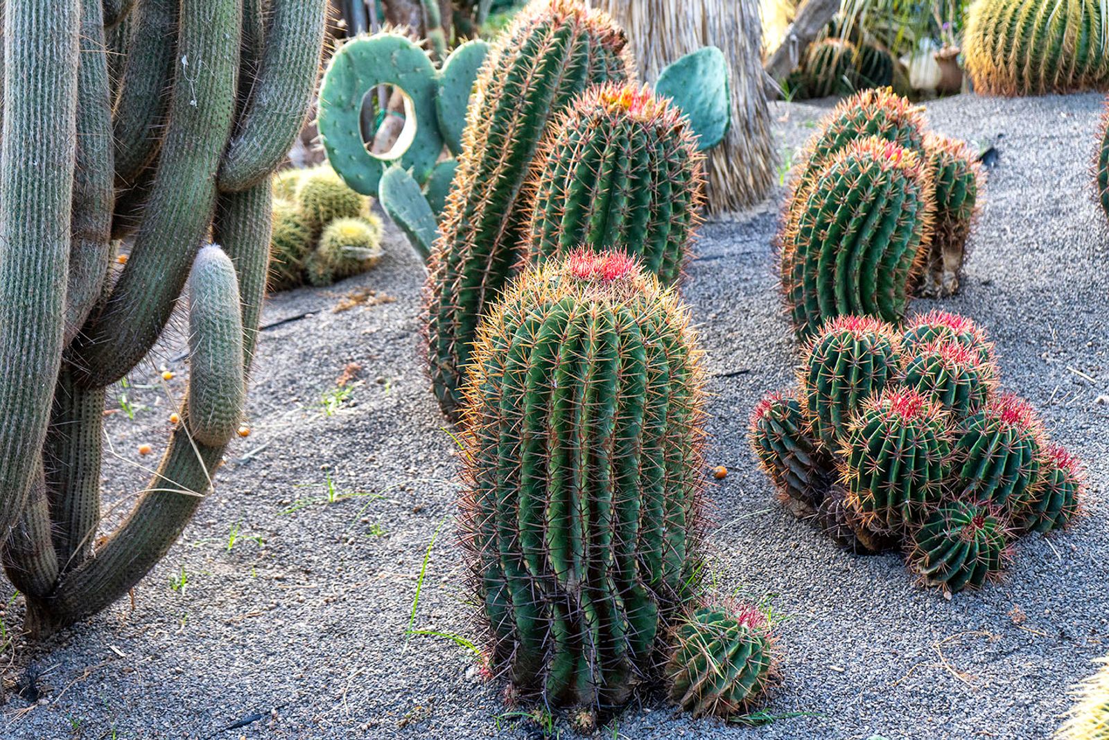 GIARDINI RAVINO - FORIO D'ISCHIA — fotografia 9 di Francesco Loliva