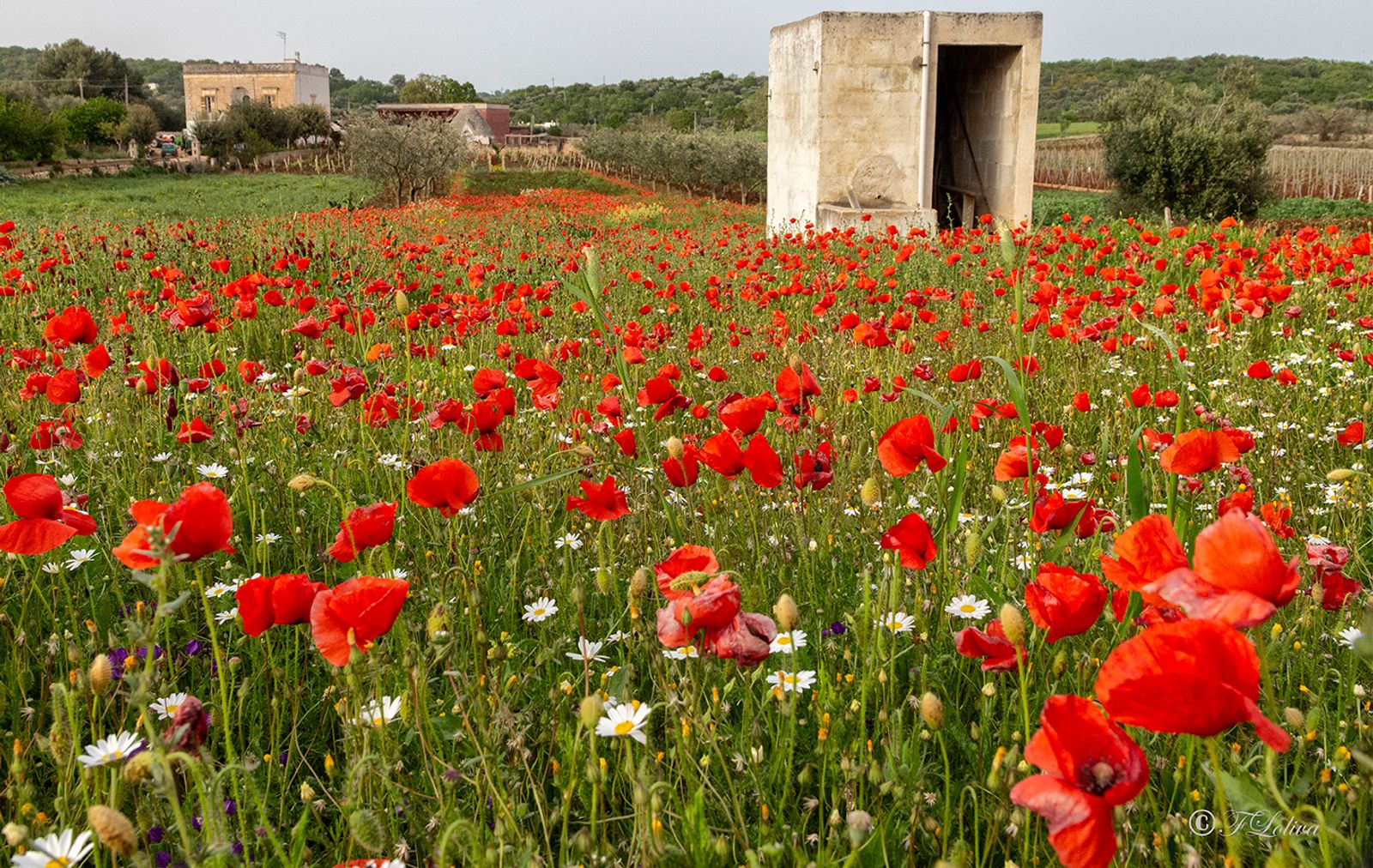 "Dormi sepolto in un campo di grano | non è la rosa non è il tulipano | che ti fan veglia dall'ombra dei fossi | ma sono…