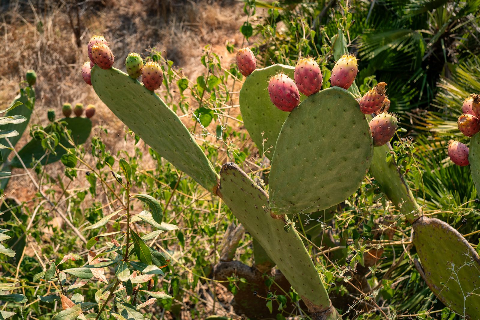 BAGHERIA