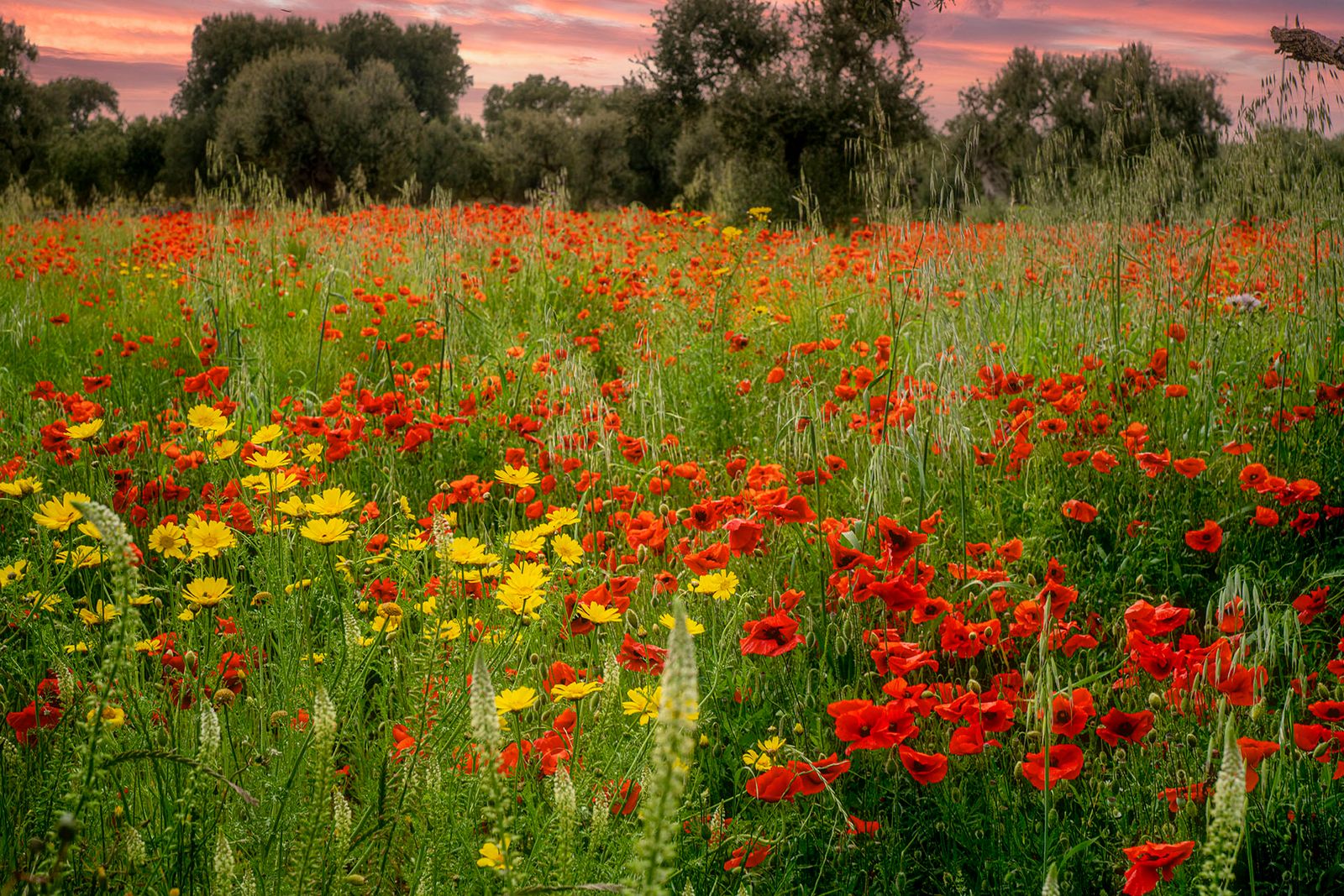 CAMPO DI PAPAVERI#3