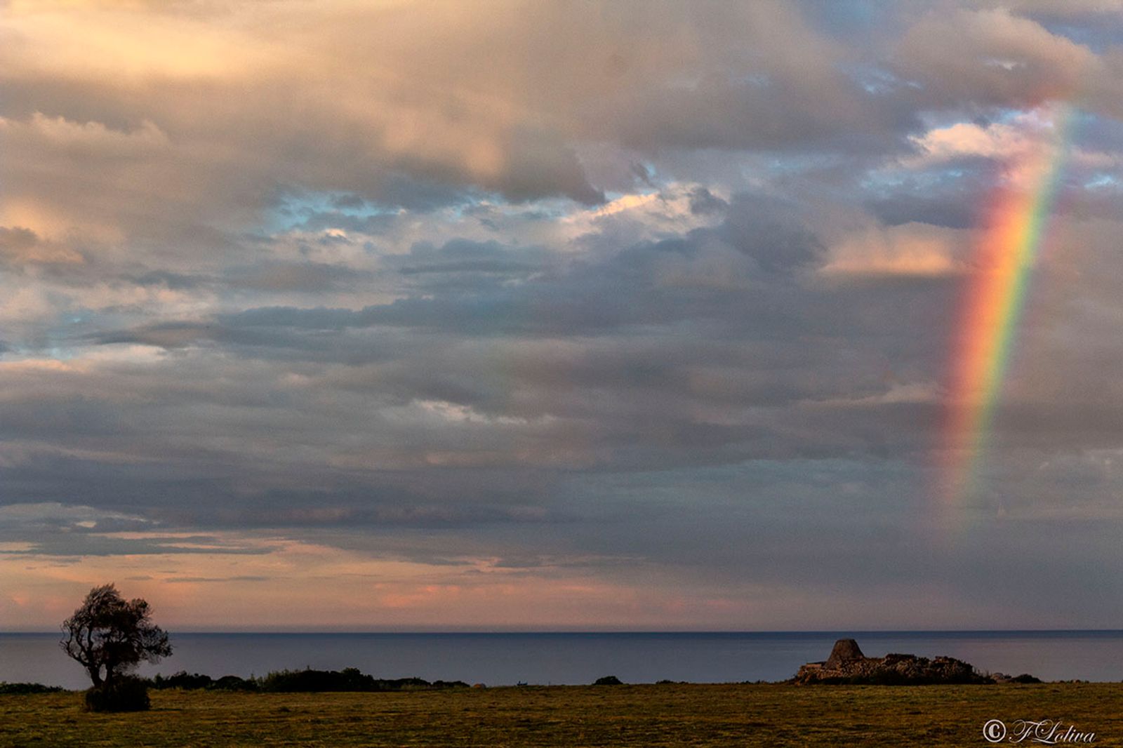 L'albero e l'arcobaleno — fotografia 3 di Francesco Loliva