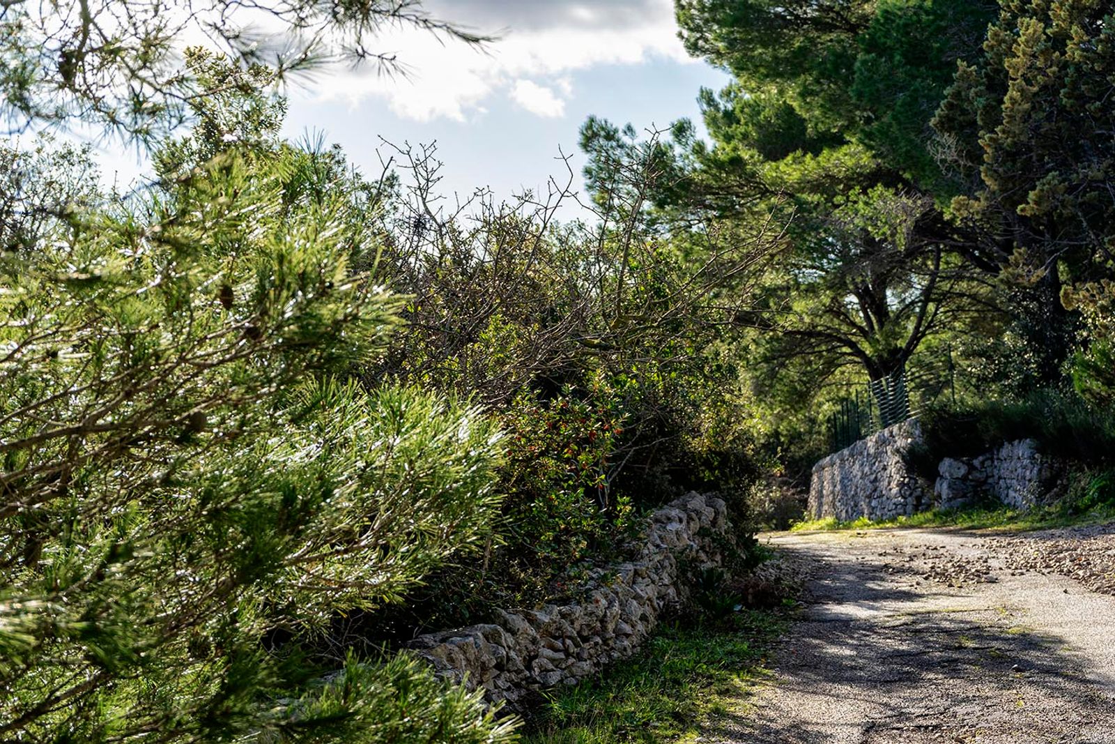SELVA DI FASANO — fotografia 5 di Francesco Loliva