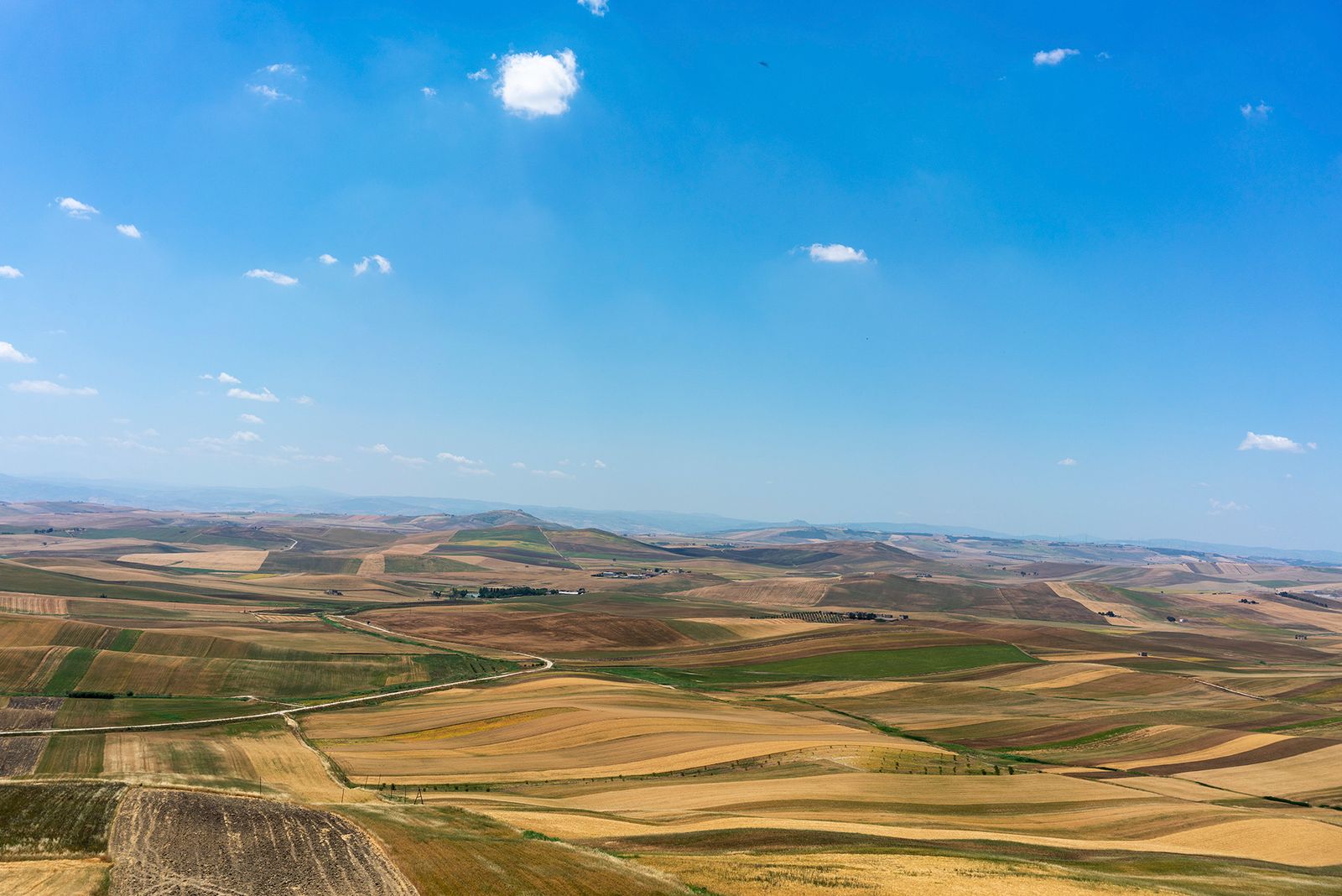 ALTA MURGIA - I COLORI DELLA NATURA IN ESTATE — fotografia 4 di Francesco Loliva