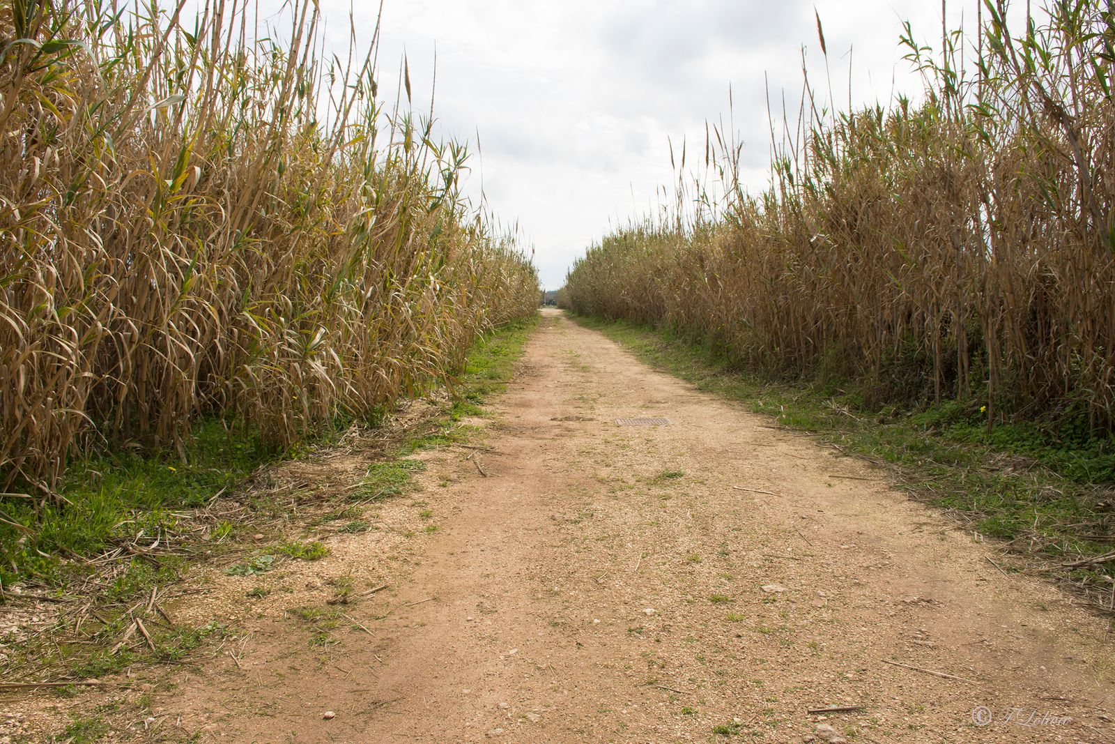 LA STRADINA NEL CANNETO