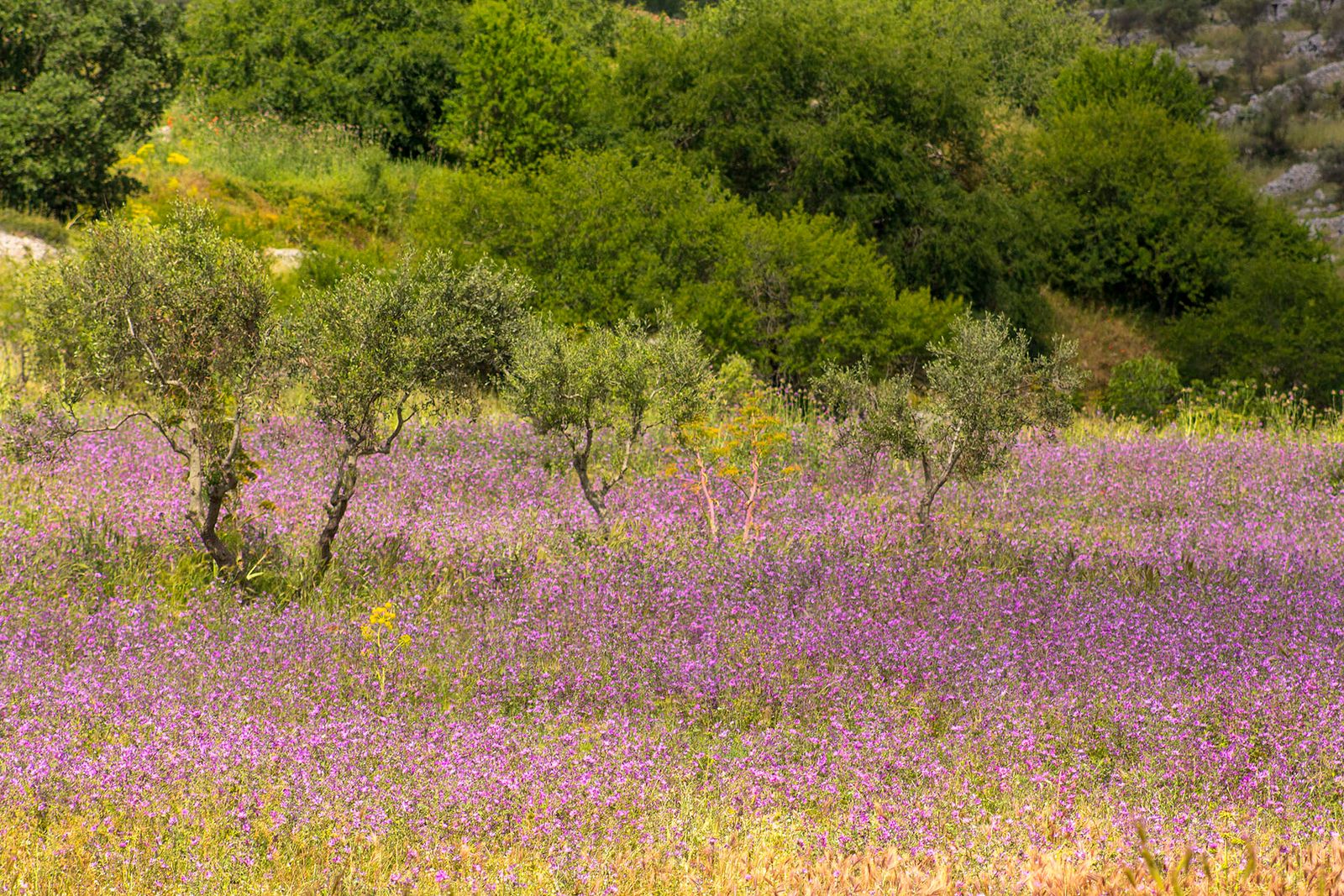 CAMPAGNA ALTAMURGIA