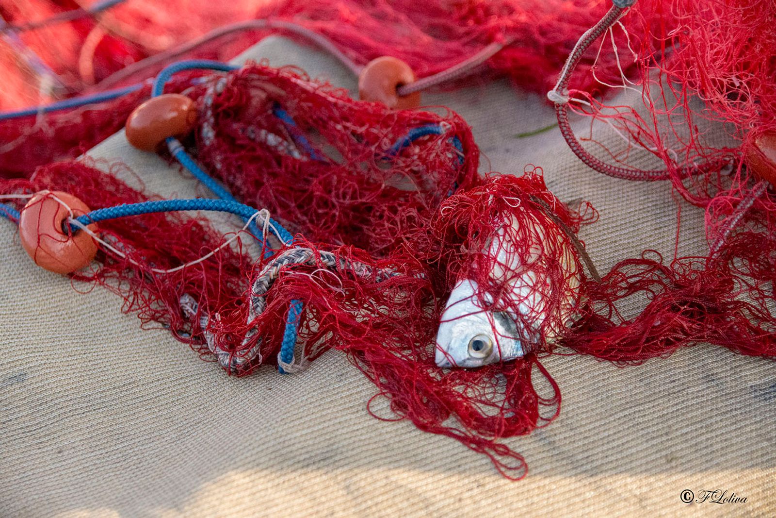 SAVELLETRI - LA PESCA CON LE RETI — fotografia 35 di Francesco Loliva