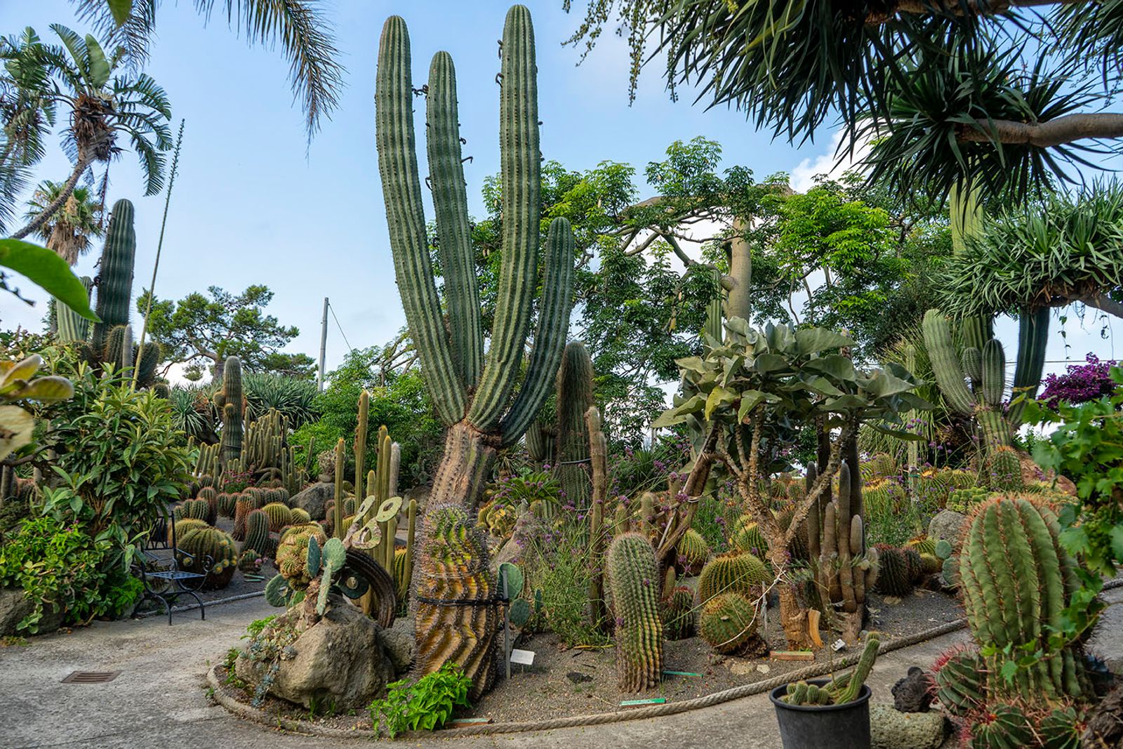 GIARDINI RAVINO - FORIO D'ISCHIA — fotografia 5 di Francesco Loliva