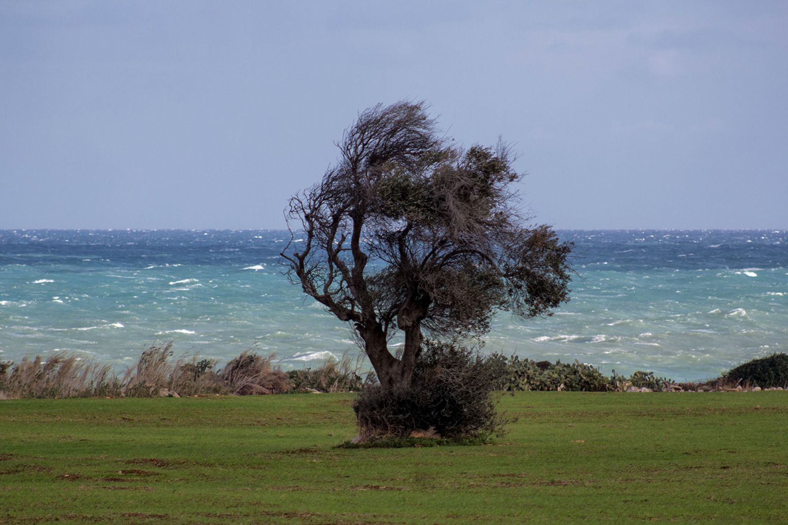 ALBERO, STRUMENTO A FIATO DEL VENTO