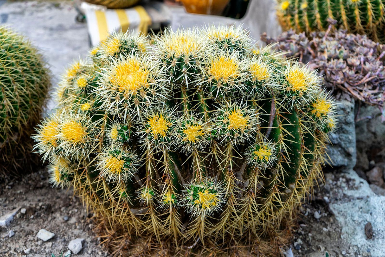 GIARDINI RAVINO - FORIO D'ISCHIA — fotografia 16 di Francesco Loliva