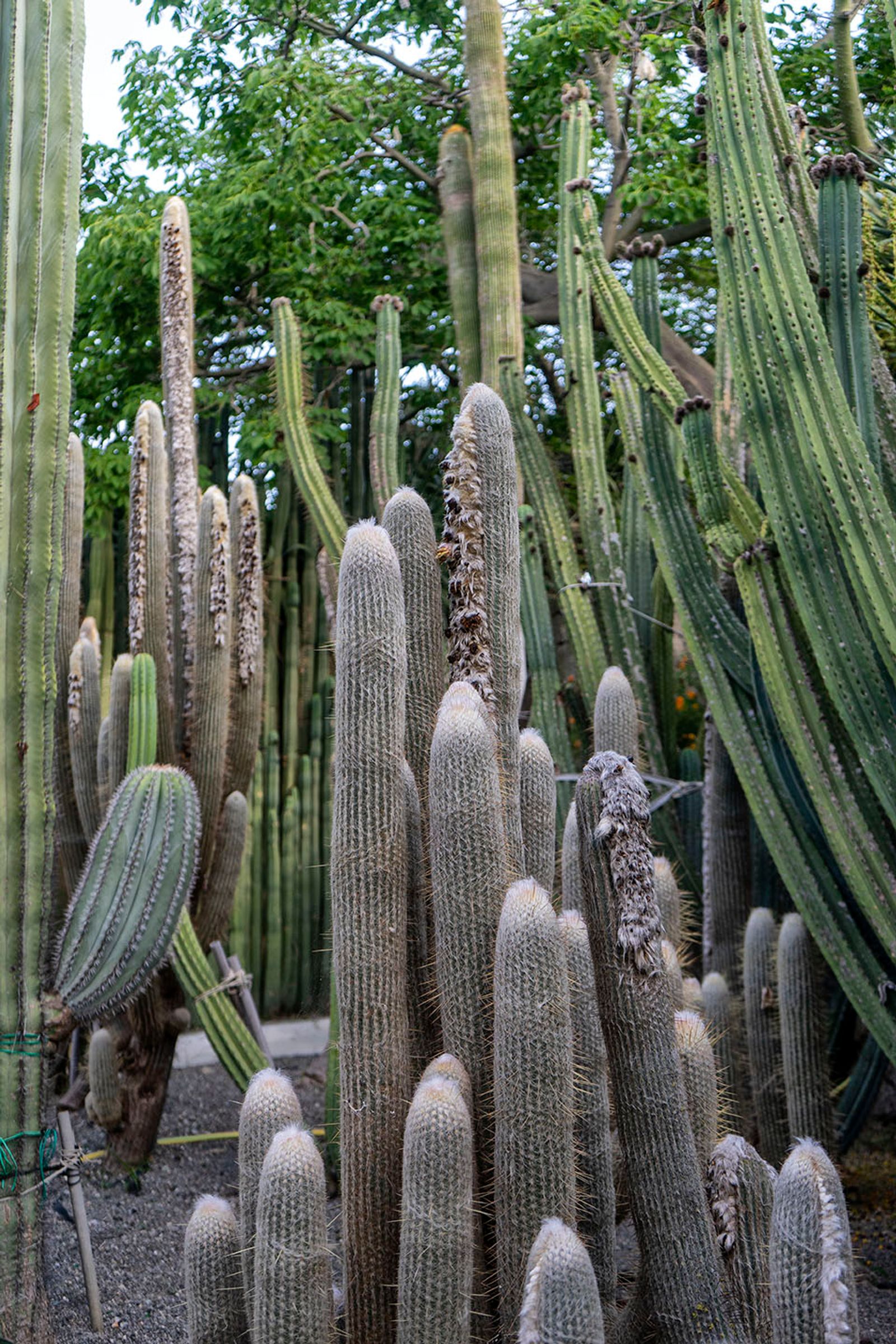 GIARDINI RAVINO - FORIO D'ISCHIA — fotografia 19 di Francesco Loliva