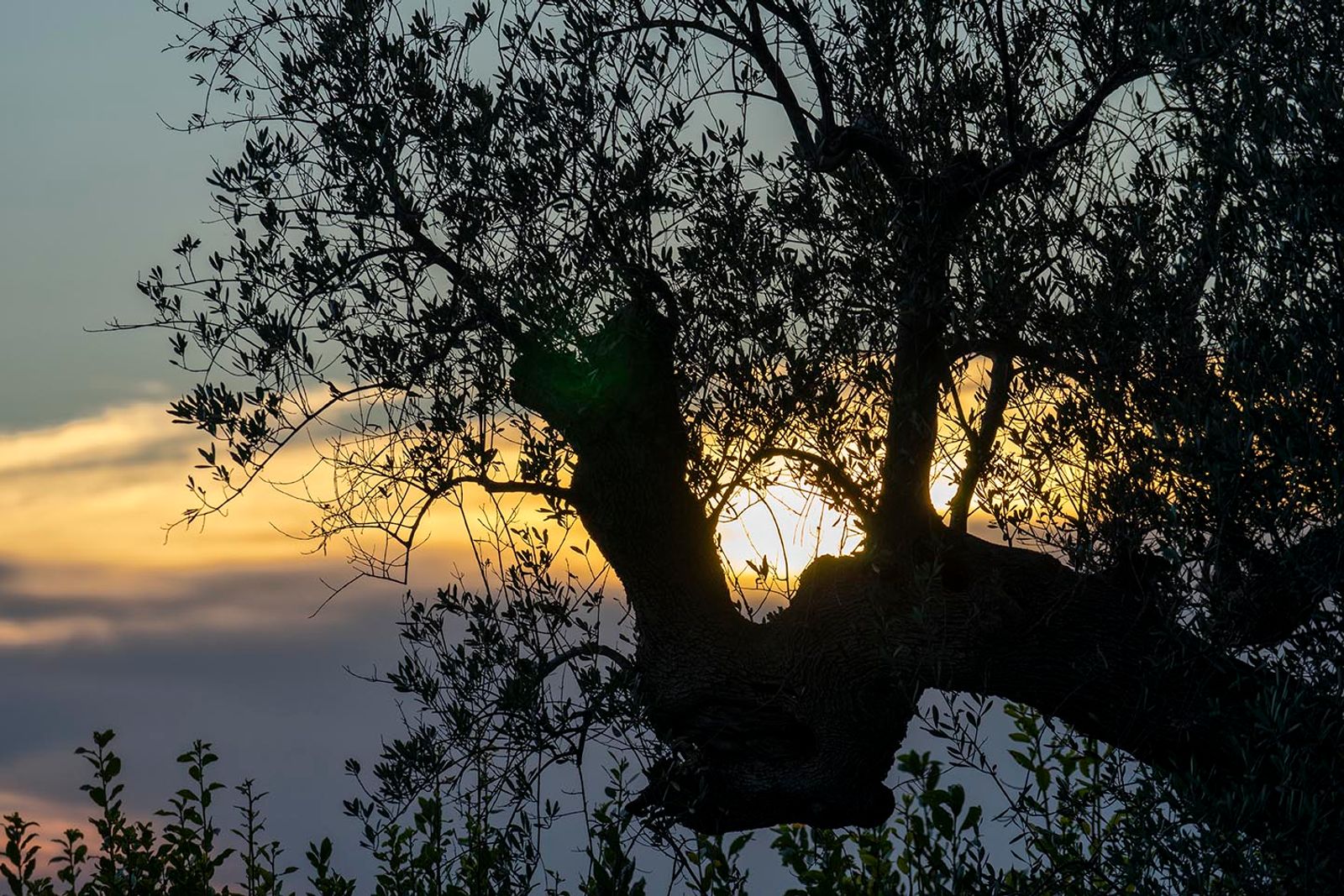 TRAMONTI SILVANI#1