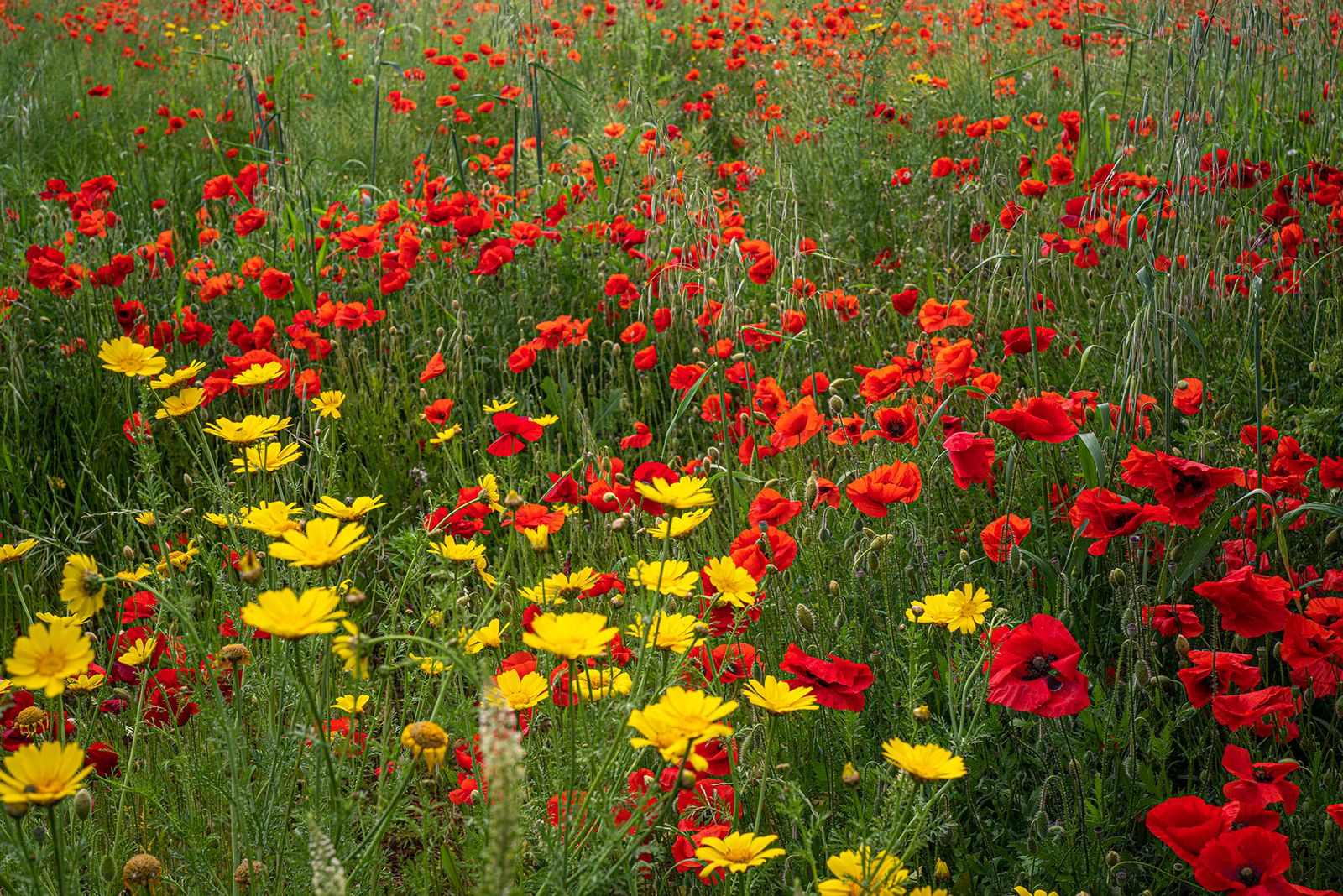 CAMPO DI PAPAVERI#2