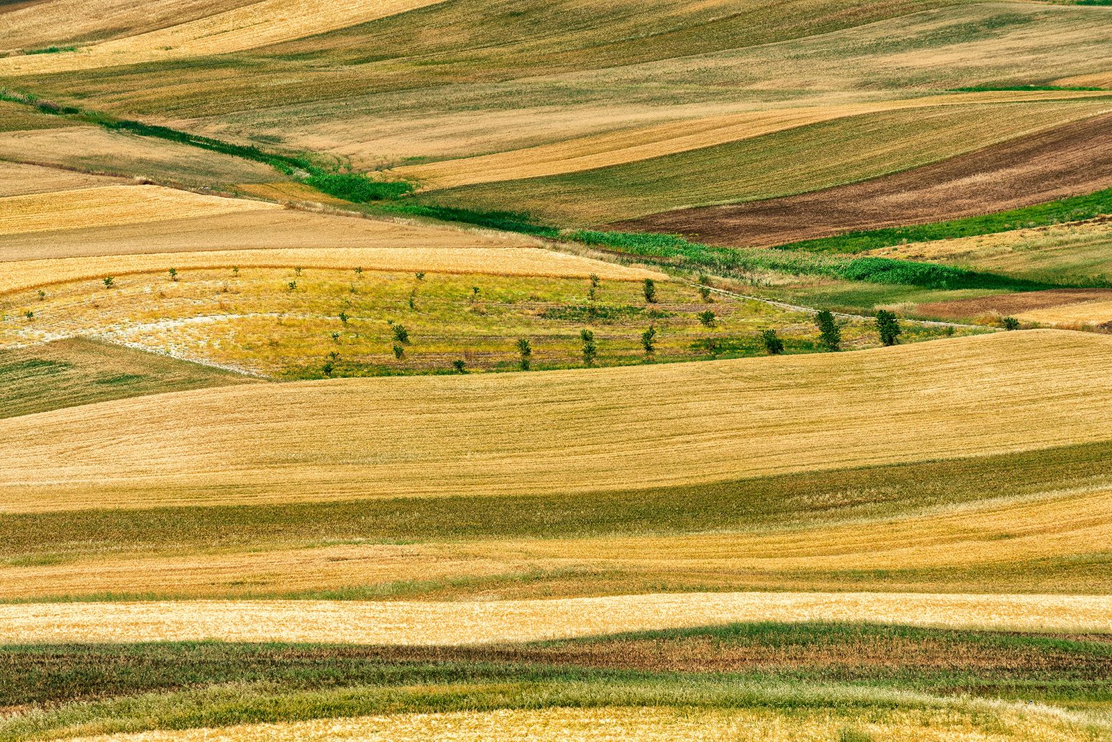 ALTA MURGIA - I COLORI DELLA NATURA IN ESTATE — fotografia 9 di Francesco Loliva