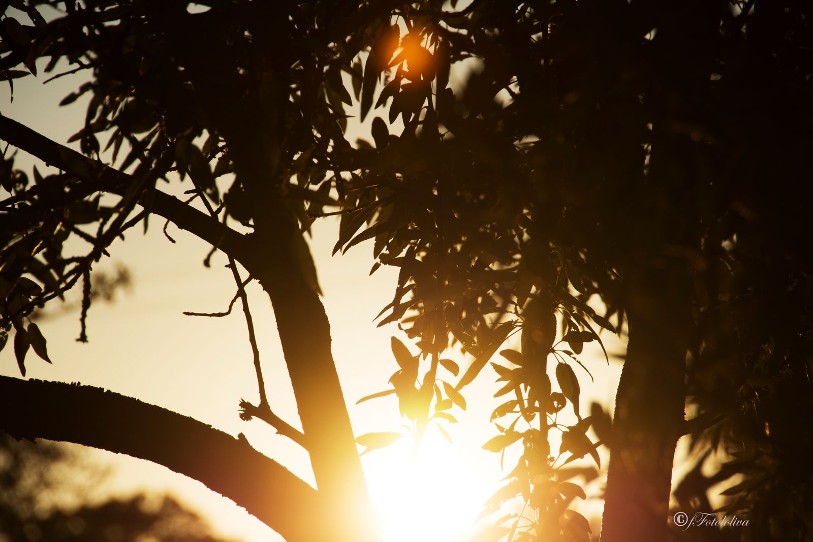 IL SOLE E LE FRASCHE — fotografia 4 di Francesco Loliva