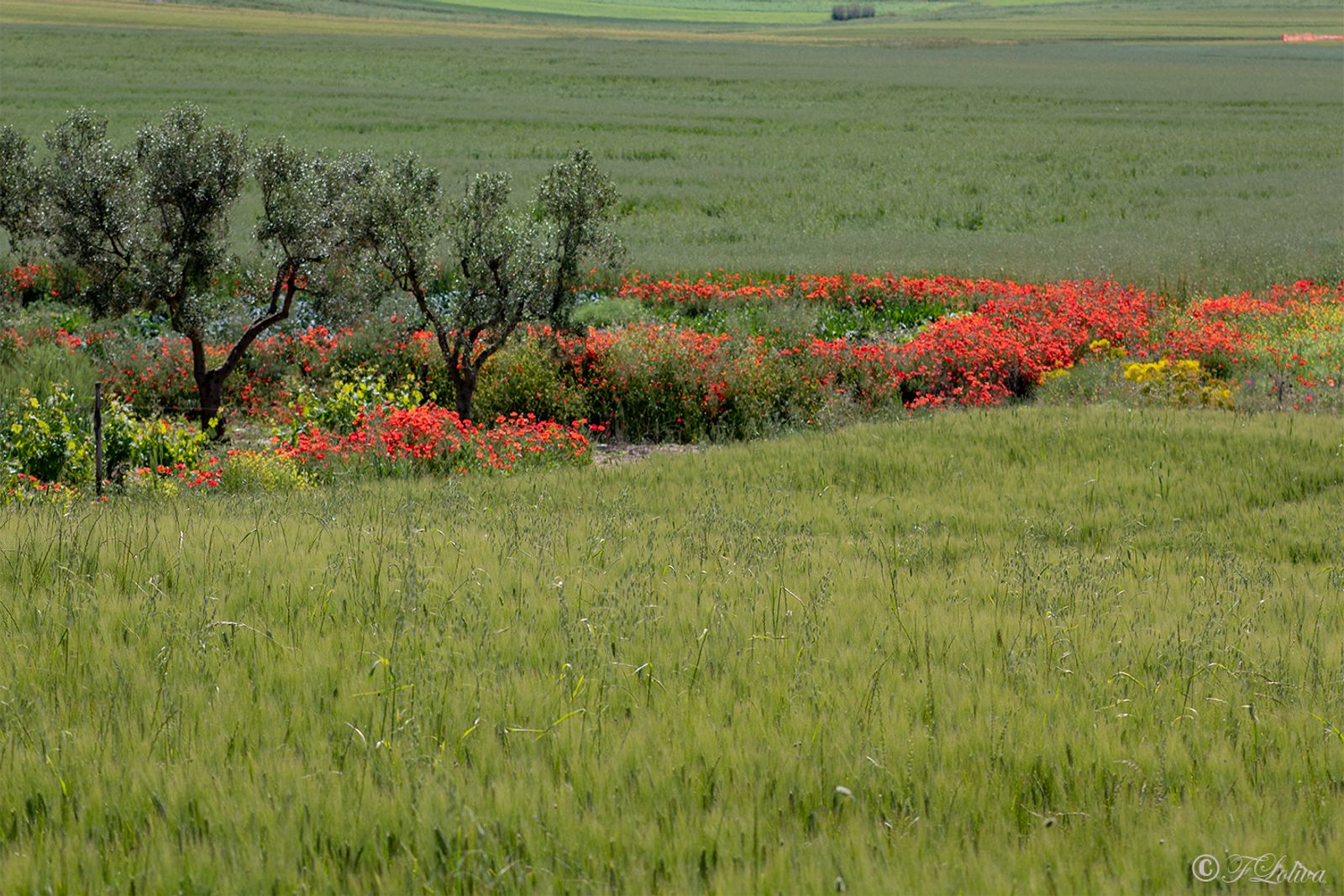 ALTA MURGIA - I COLORI DELLA NATURA IN PRIMAVERA — fotografia 15 di Francesco Loliva