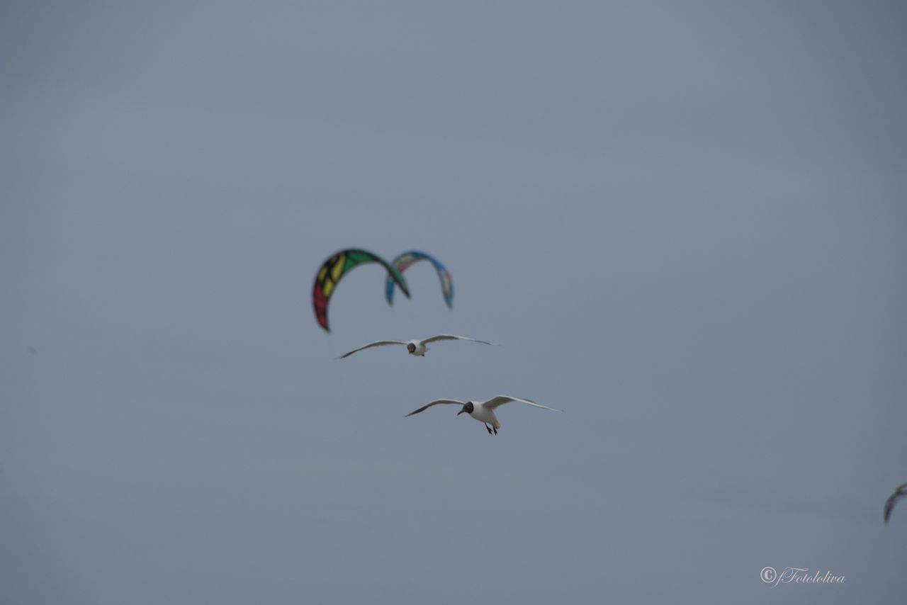 Kitesurf