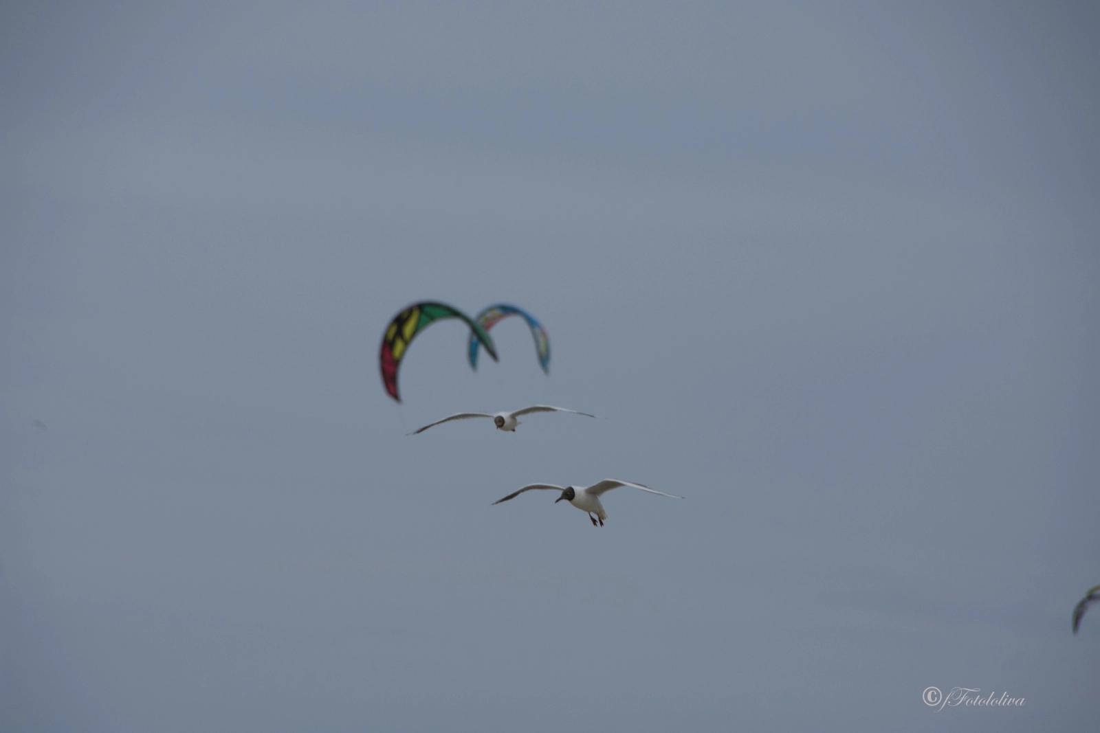 Kitesurf — fotografia 1 di Francesco Loliva