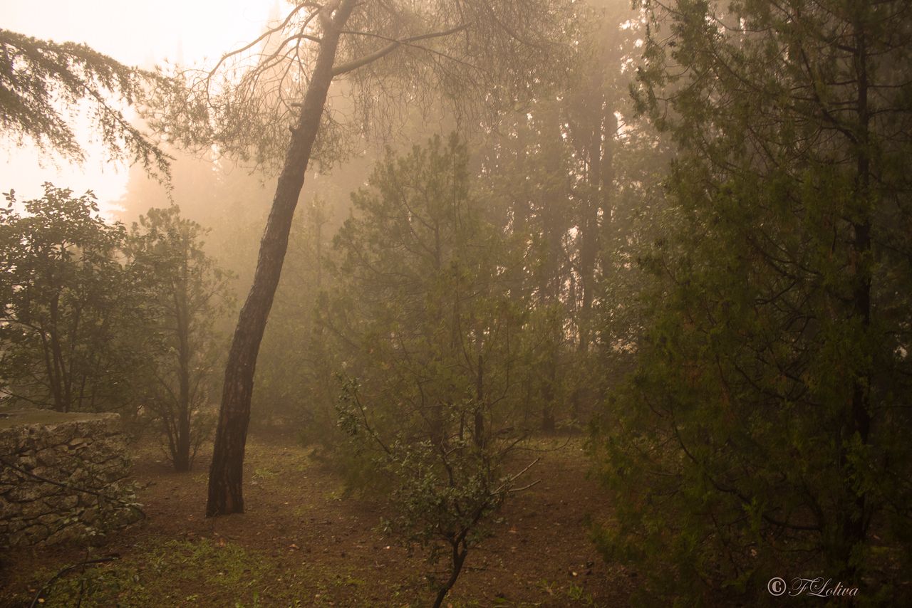 Scatti nella nebbia