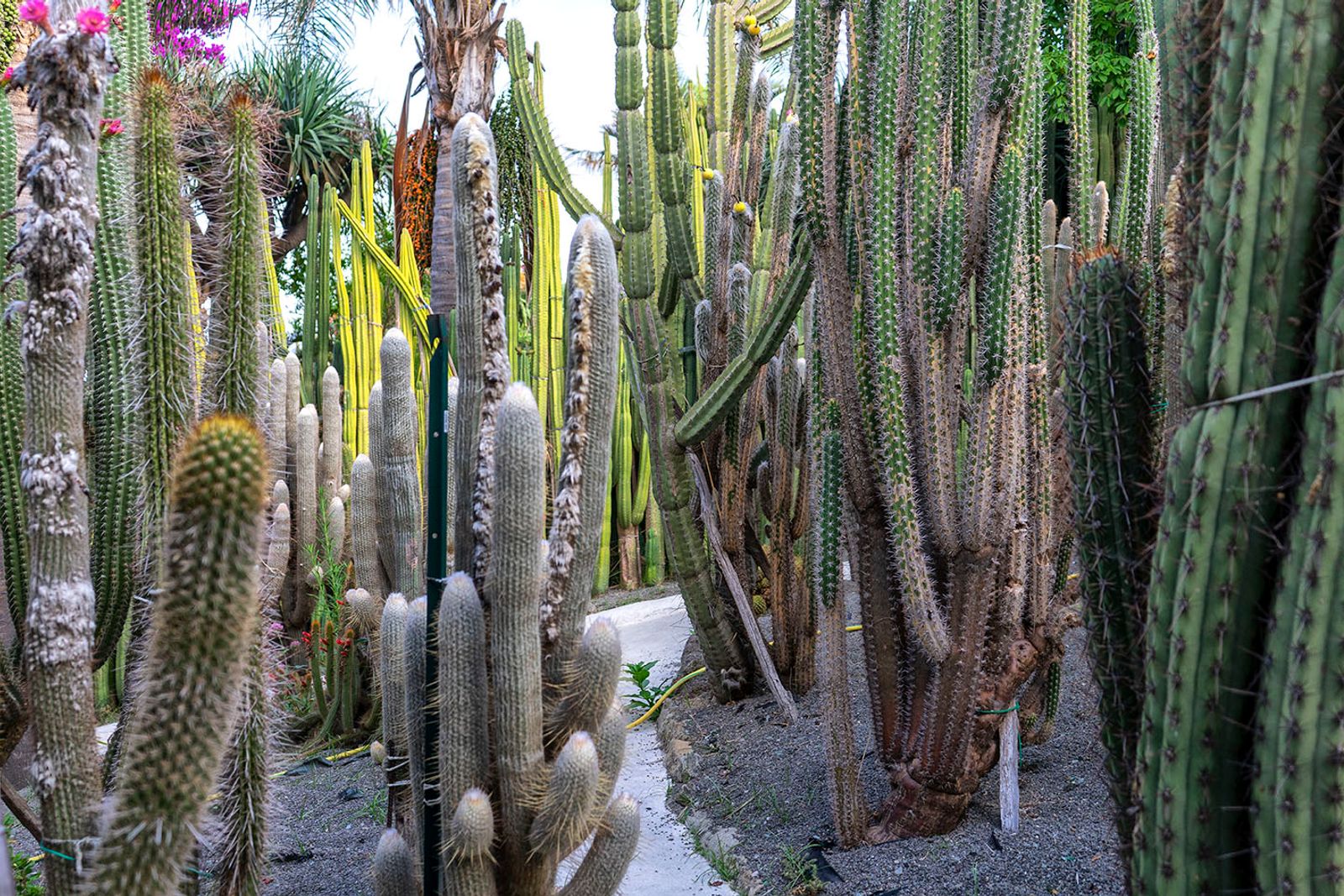 GIARDINI RAVINO - FORIO D'ISCHIA — fotografia 4 di Francesco Loliva