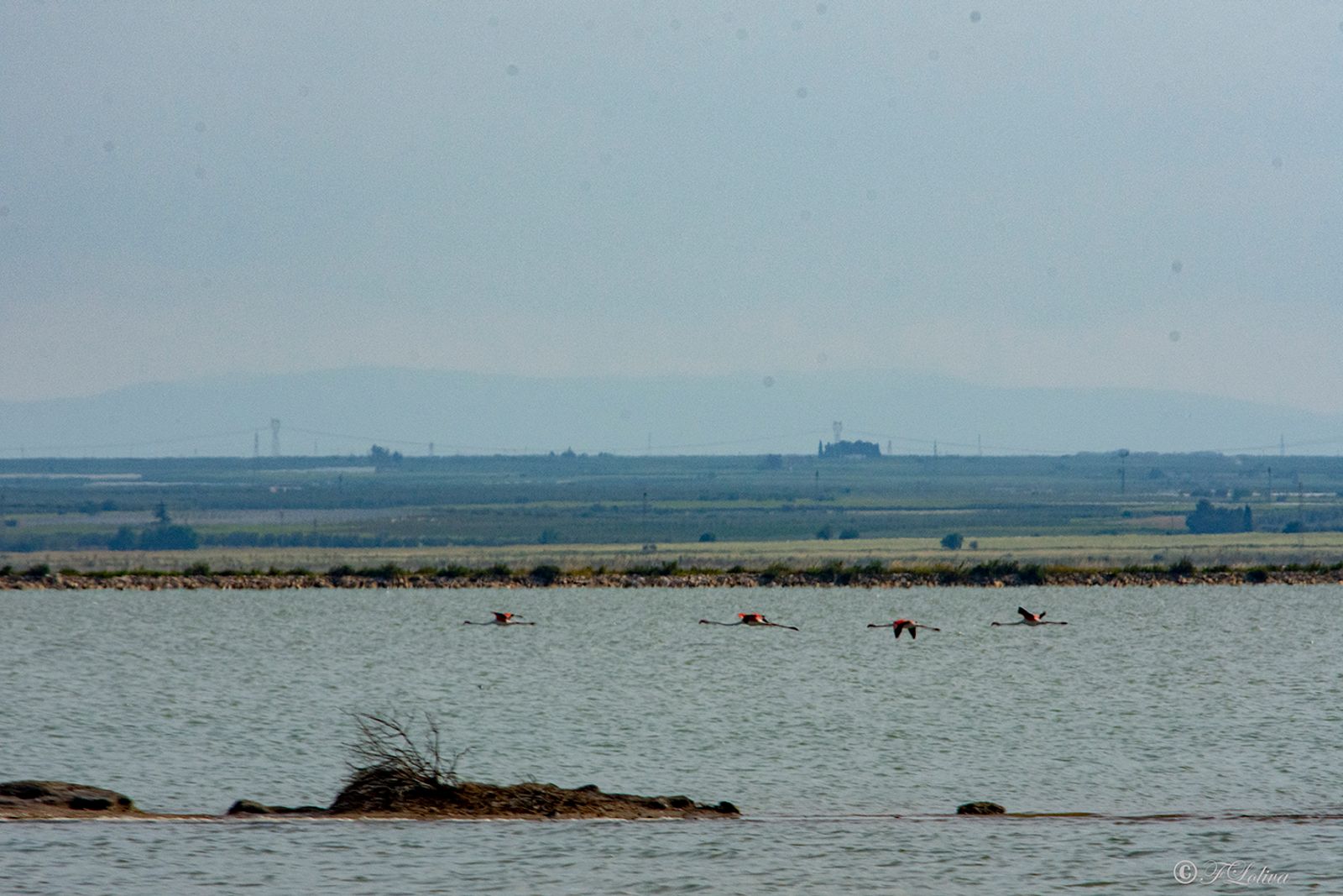 MARGHERITA DI SAVOIA - LE SALINE — fotografia 9 di Francesco Loliva