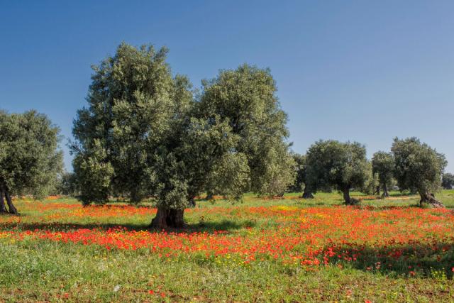 Campo di papaveri