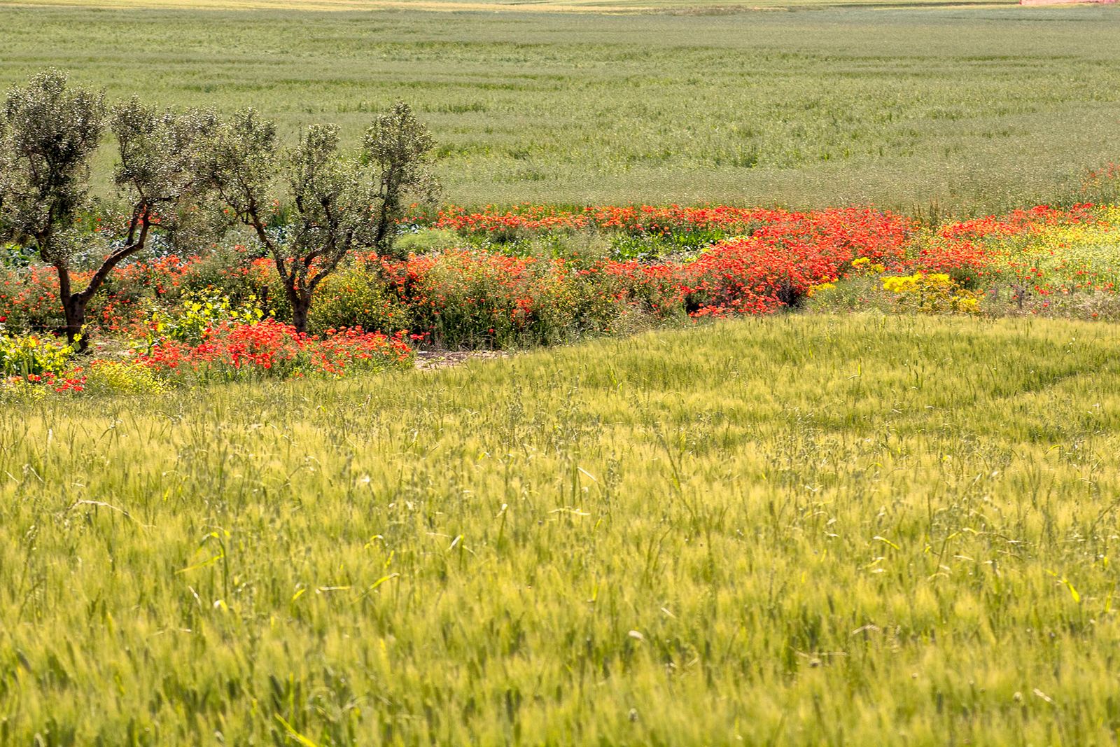 ALTAMURGIA#4