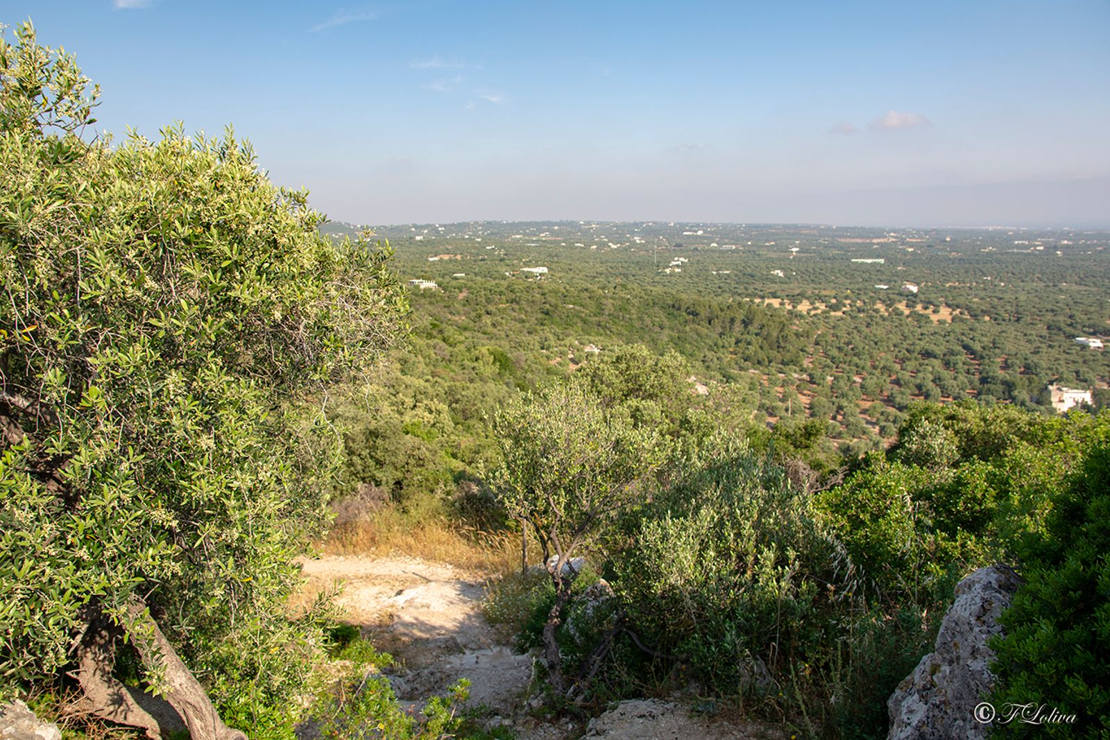 LA PIANA DEGLI ULIVI — fotografia 7 di Francesco Loliva
