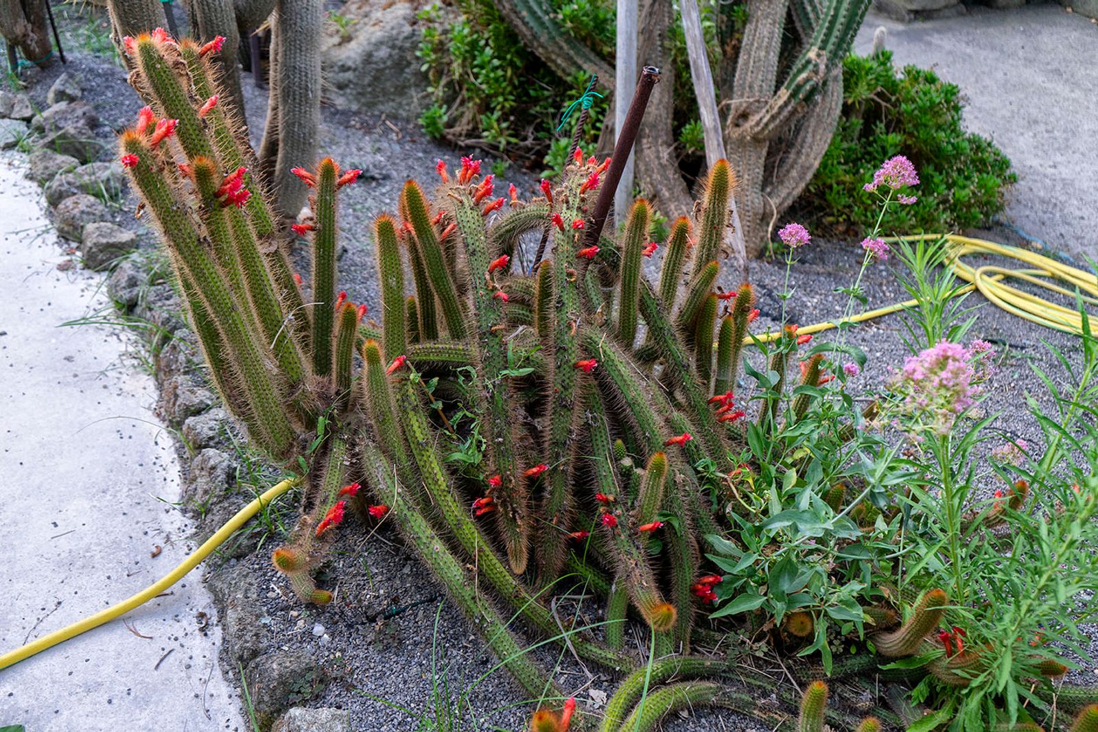GIARDINI RAVINO - FORIO D'ISCHIA — fotografia 17 di Francesco Loliva