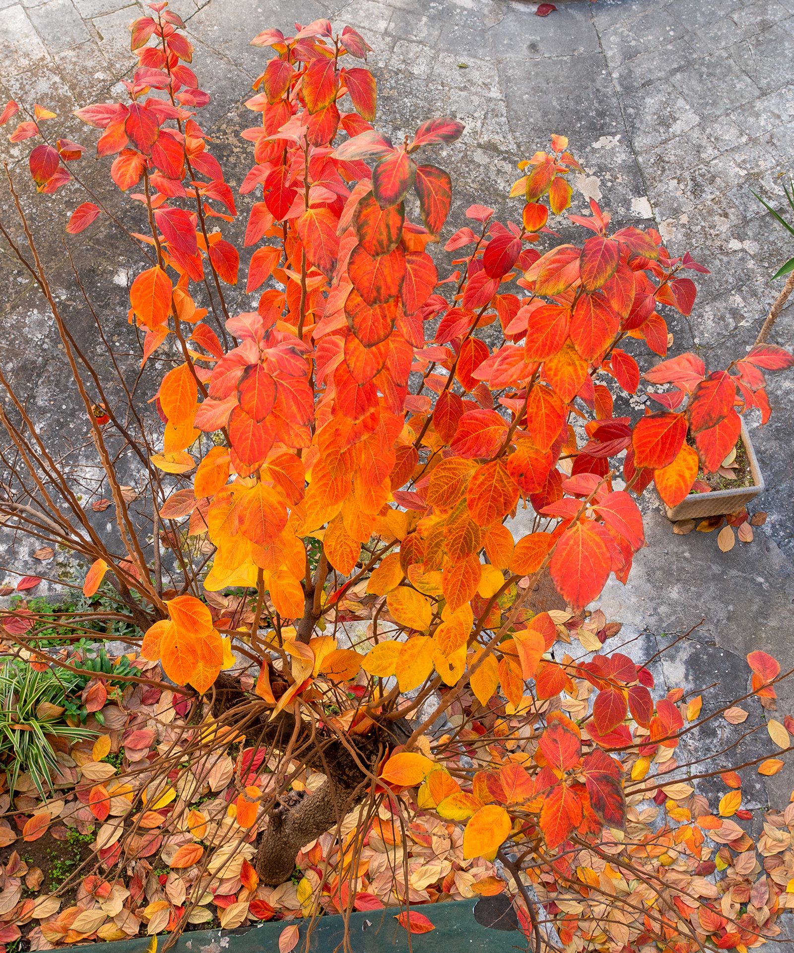 ALBERO DI CACHI #1