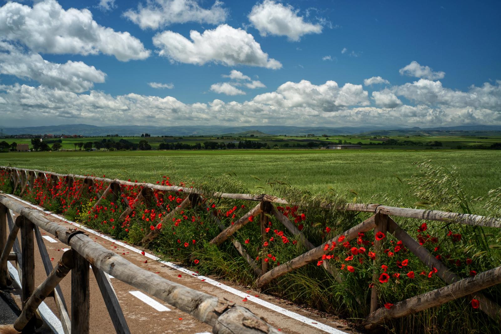 ALTA MURGIA - I COLORI DELLA NATURA IN PRIMAVERA — fotografia 4 di Francesco Loliva