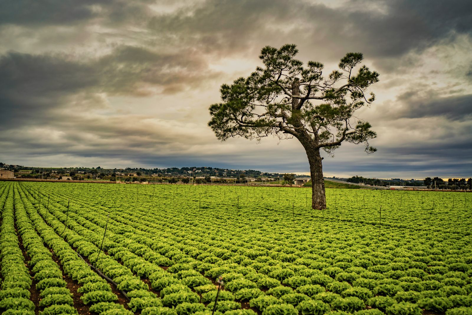 CAMPO DI LOLLI#1