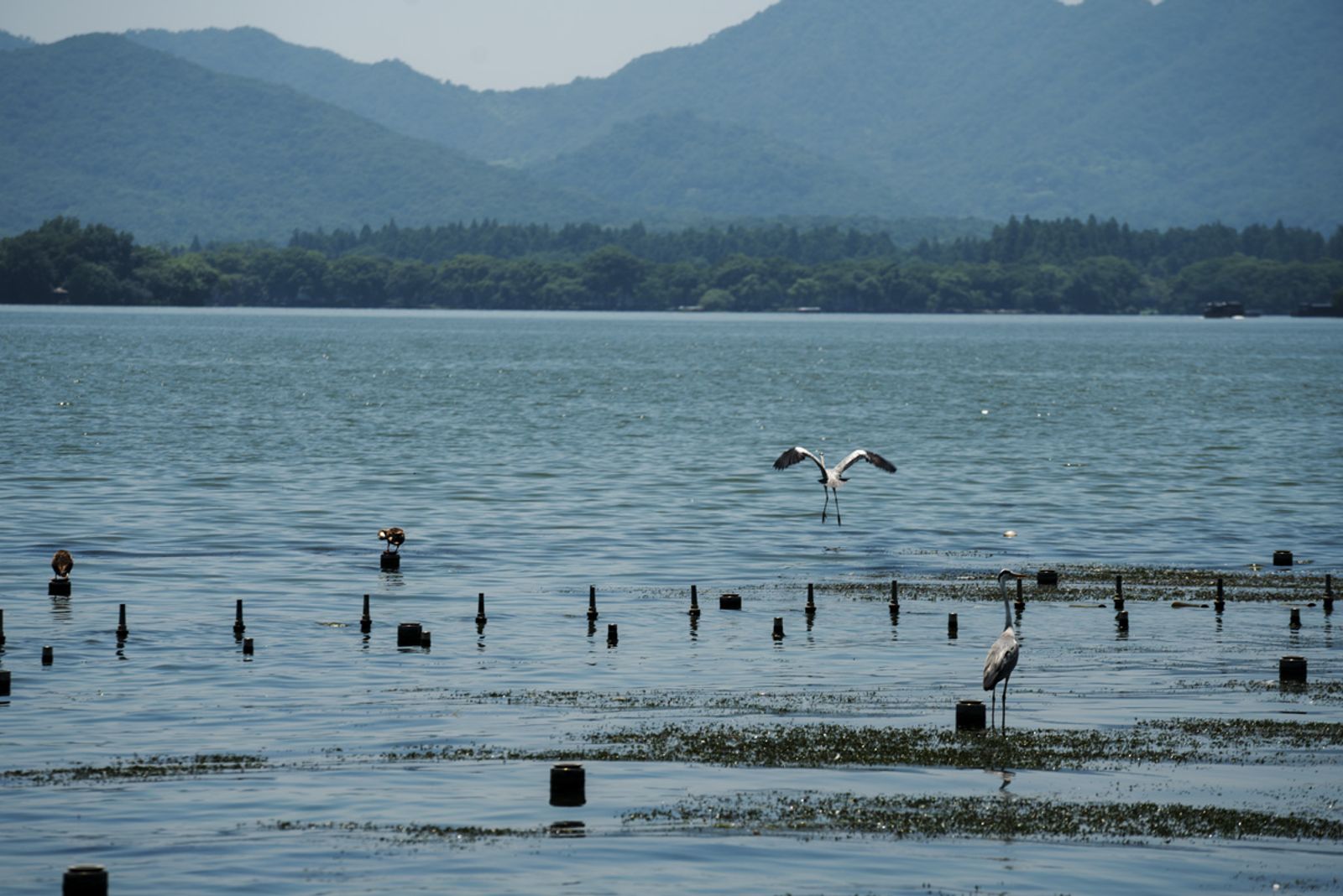 HANGZHOU