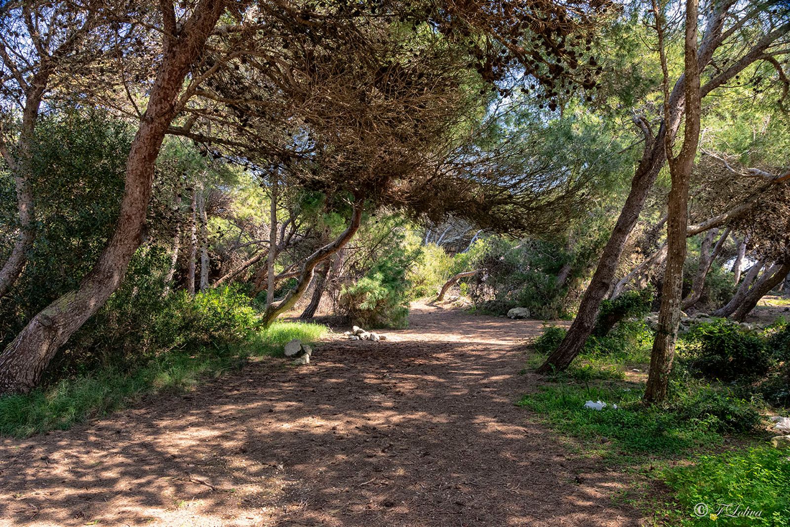 LA PINETA Attraversando la pineta ed i viottoli nella macchia mediterranea si arriva allo scoglio di NOGLIO da dove è…